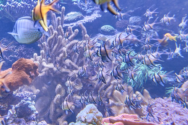 aquarium