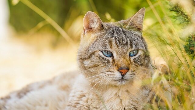 cat