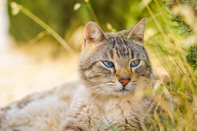 cat