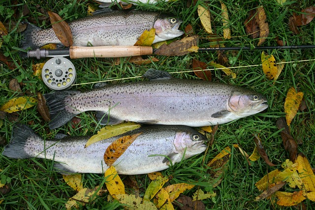 fishing