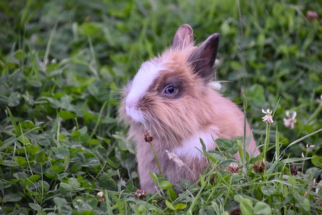 rabbits