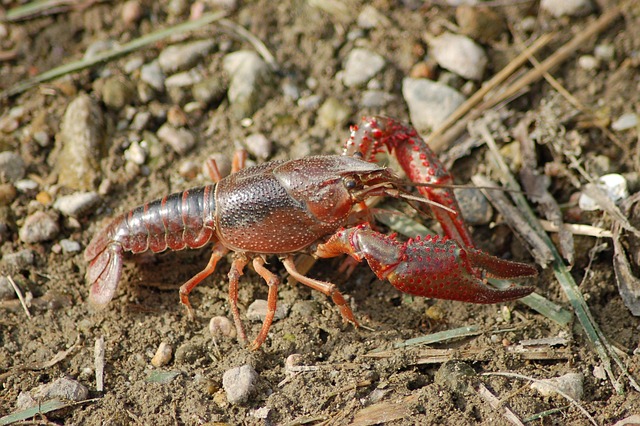 crayfish
