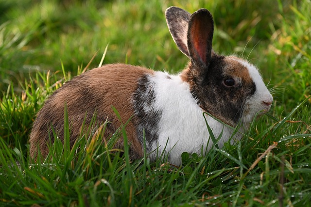 rabbit