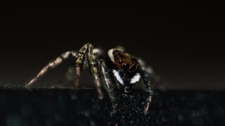 creatures